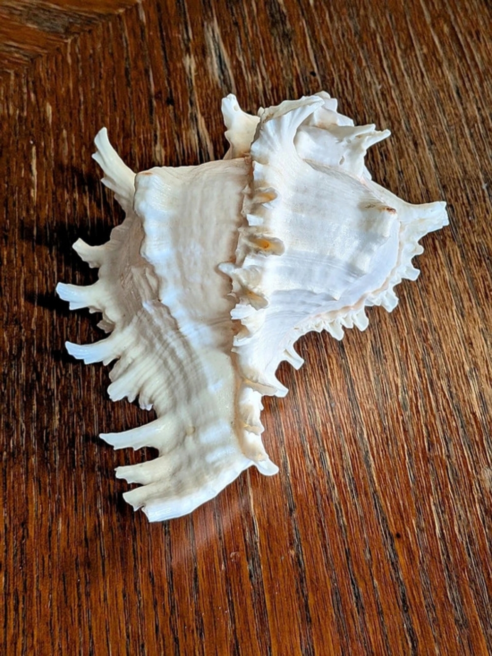 Chicoreus ramosus Ramose Murex Seashell Decor